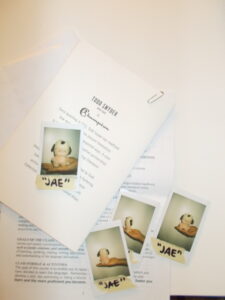 The toy beanie polaroid pictures